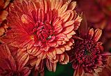Red Flowers Closeup_25951-8
